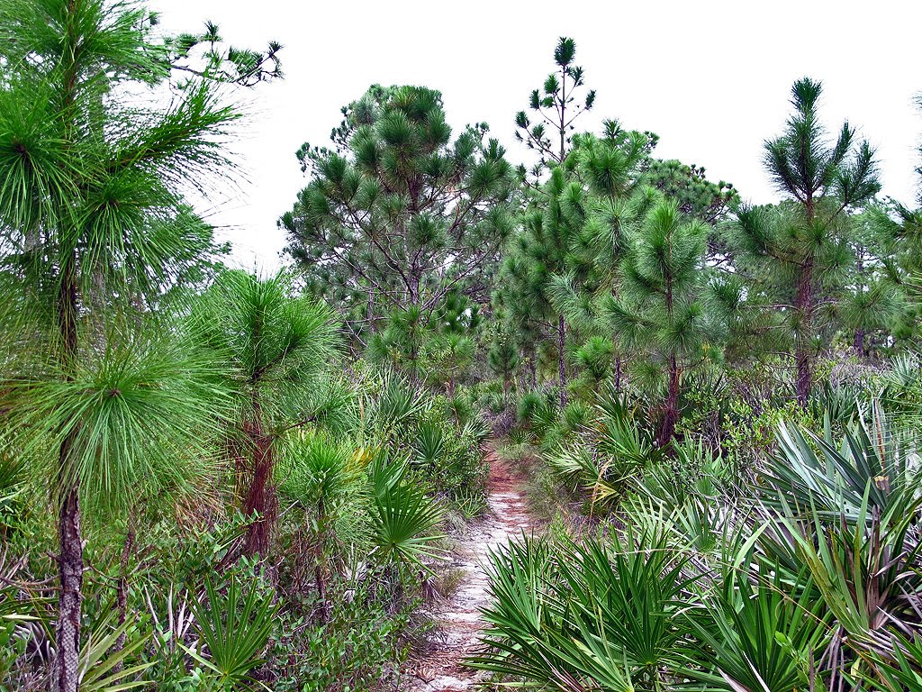 Trail Through the Pines, Малабар