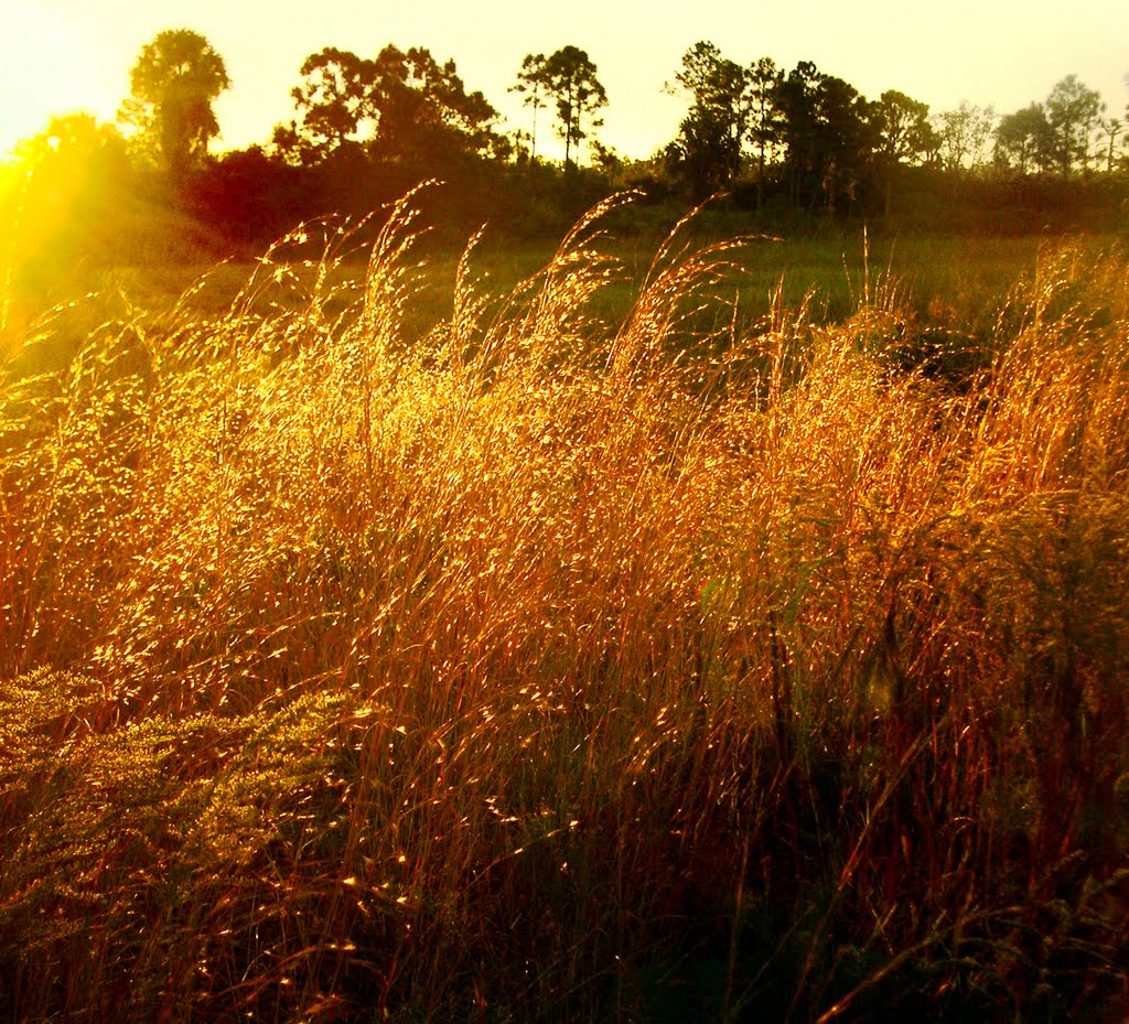 Grasses at the edge of the dry marsh, Sunrise, Malabar Scrub, Малабар