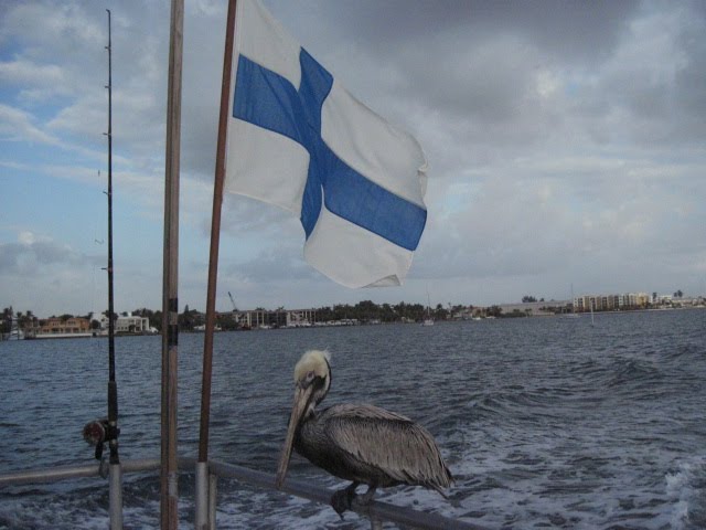 one footed pelican and flag of Finland, Маналапан