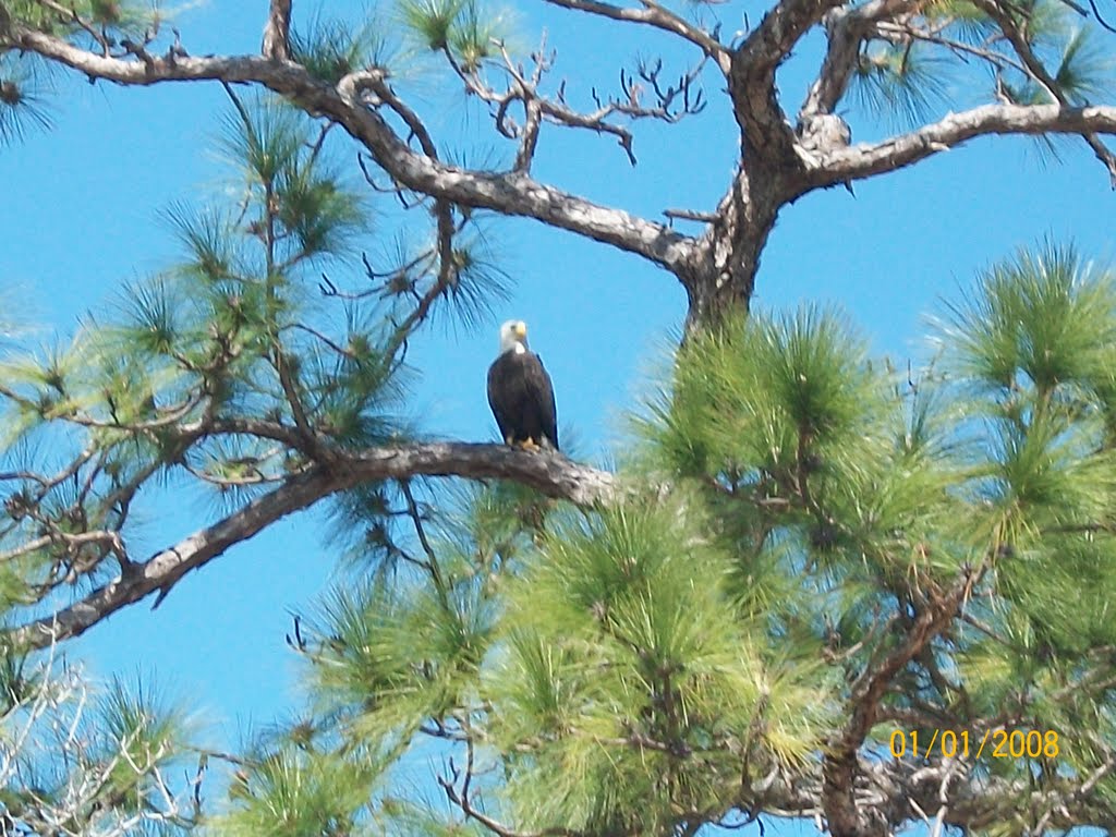 Bald Eagle, Мангониа-Парк