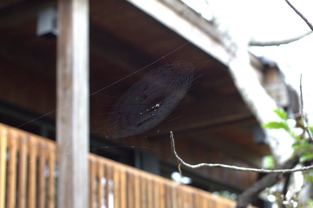 Fern Forest Nature Center Spider Web, Маргейт