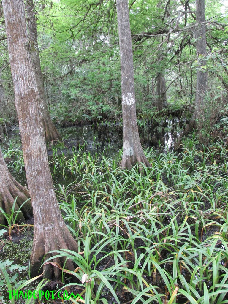 Fern Forest Nature Center , Coconut Creek FL USA, Маргейт