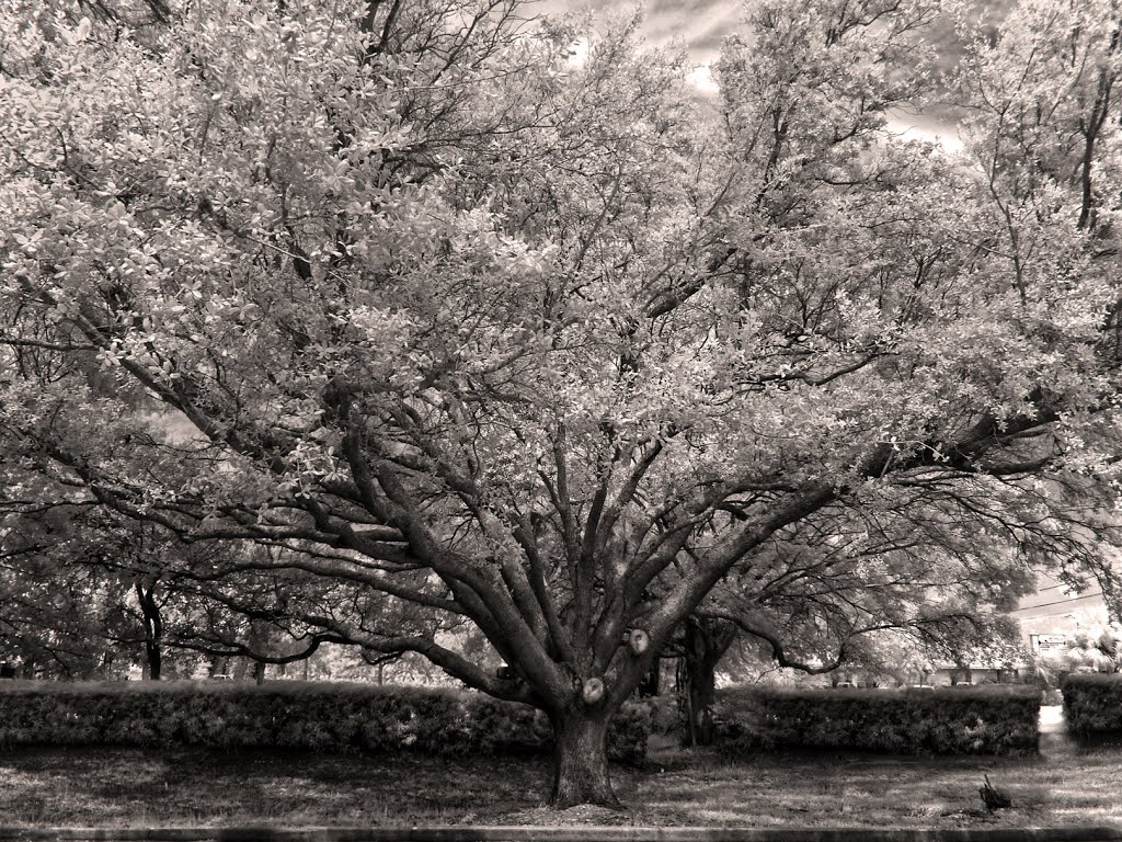 Oak Tree at the Apollo, Мельбурн
