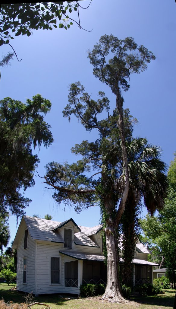very old cedar tree in front of very old house, Micanopy (4-30-2011), Миканопи