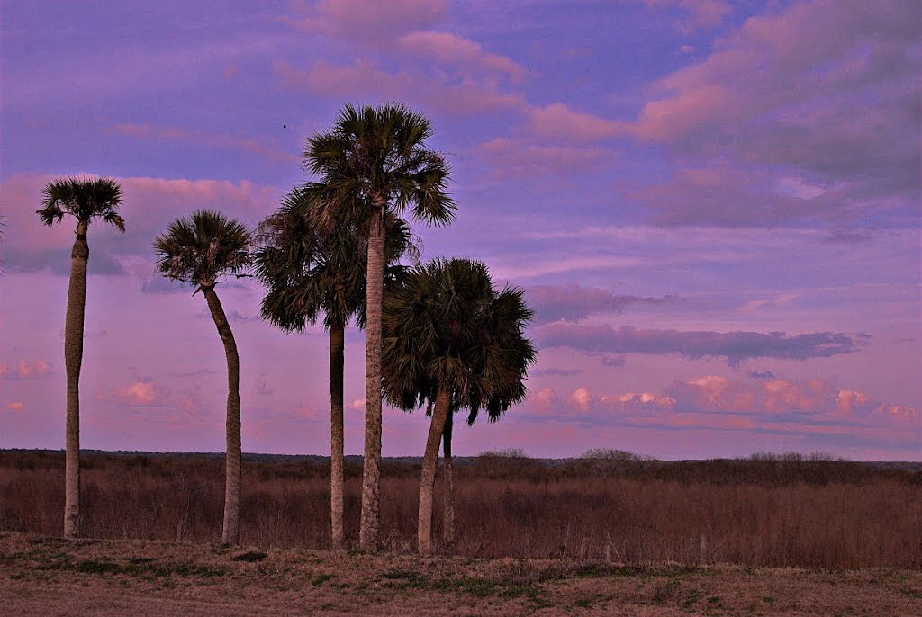 Palms on Prairie, Миканопи