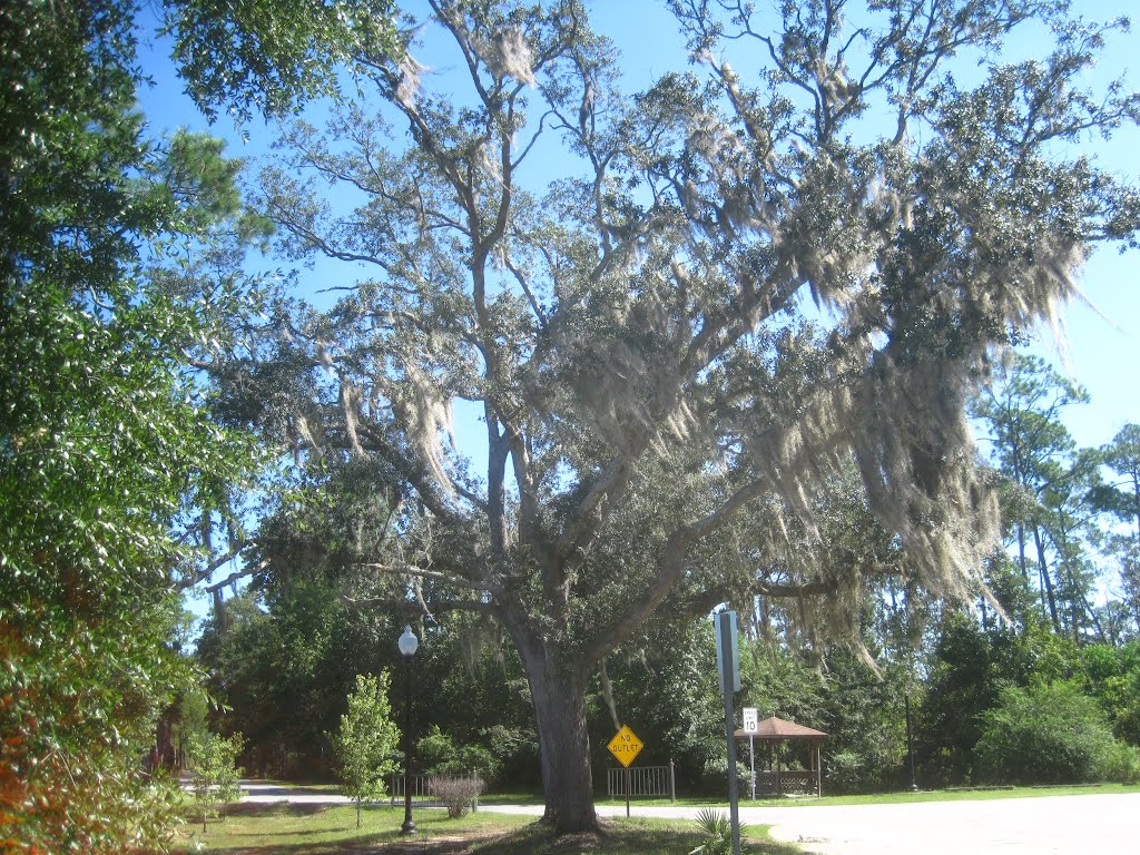 oak tree with spanish moss, Милтон