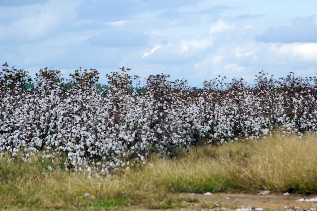 2010, cotton field, Молино