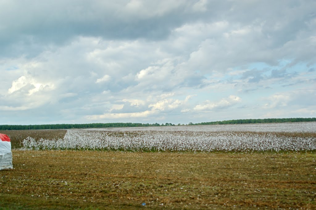 2010, cotton field, Молино