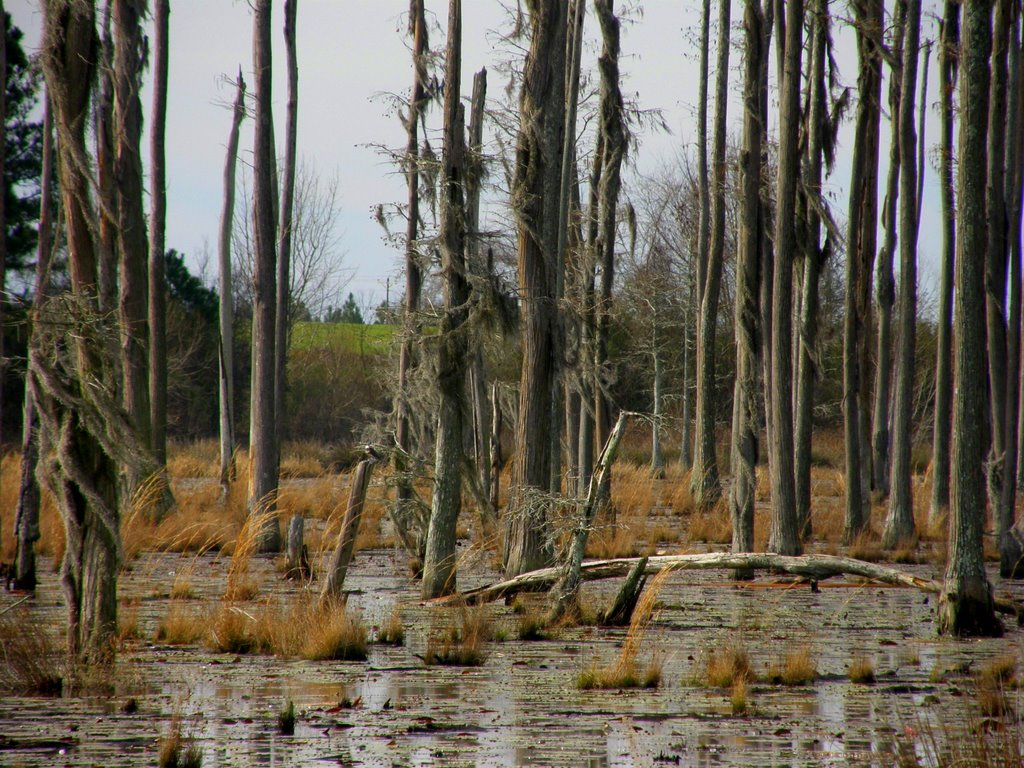 Swamp- Hartford, AL, Нома