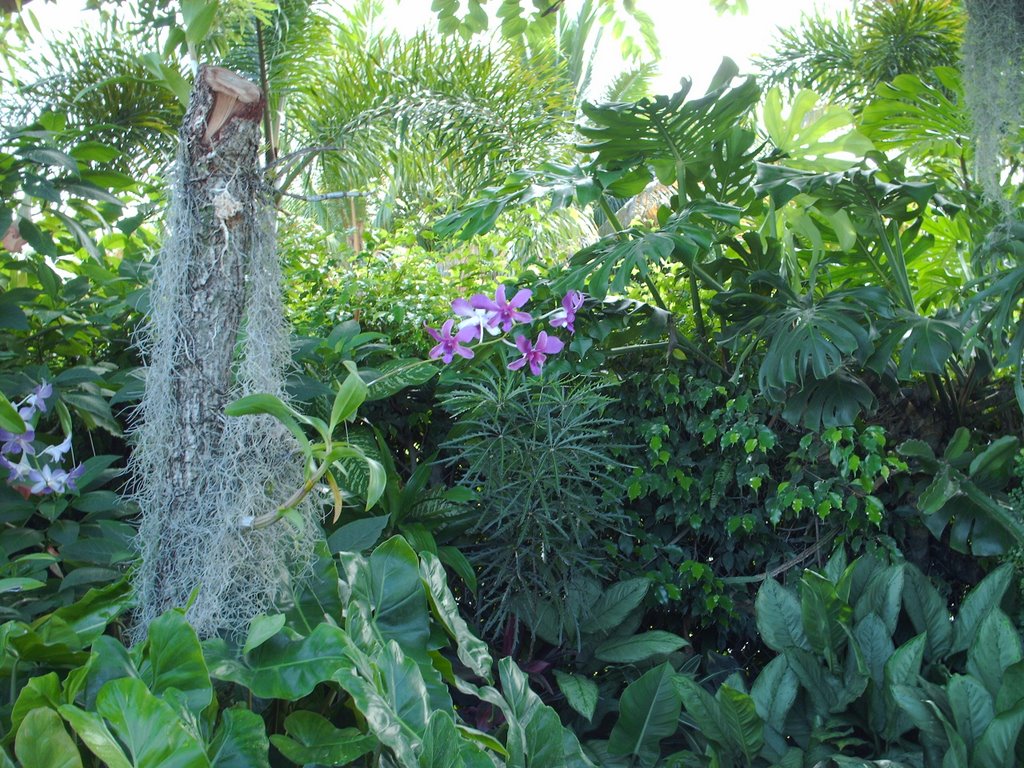 orquideas, Норвуд