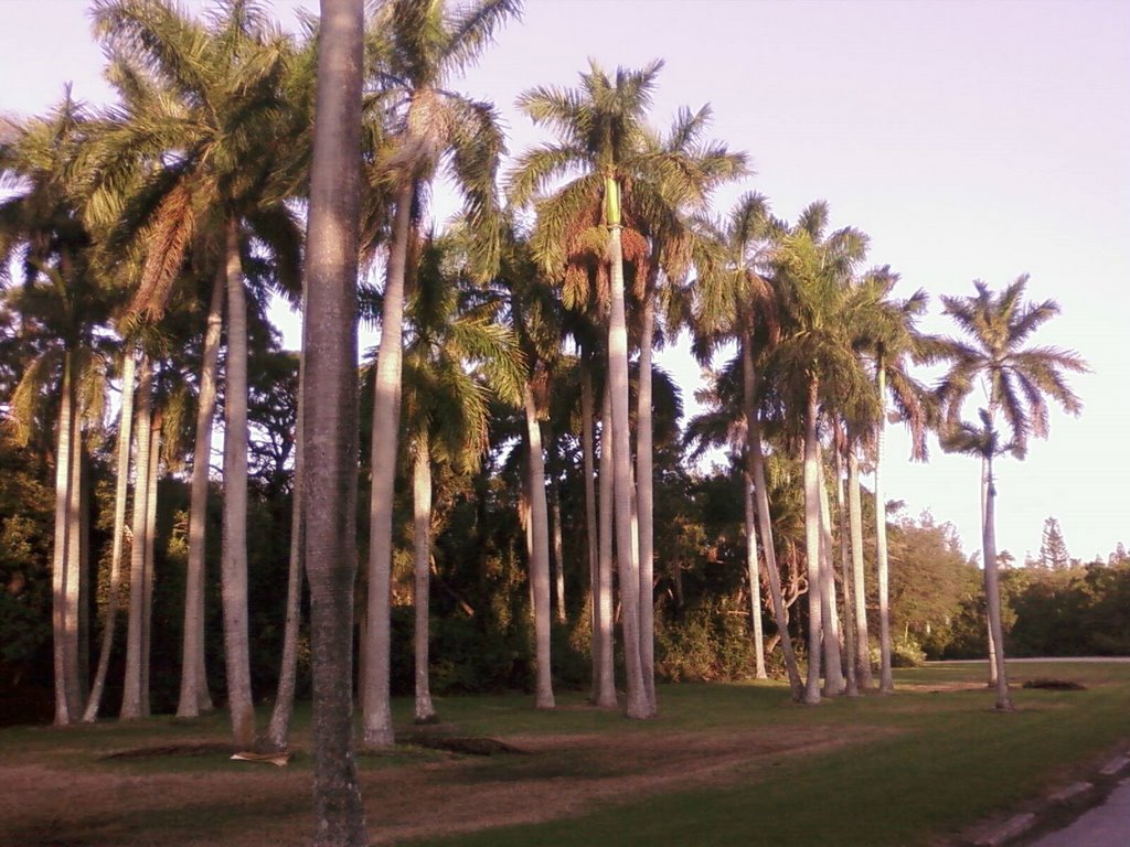 Greynolds Park Palm Road, Норт-Майами-Бич
