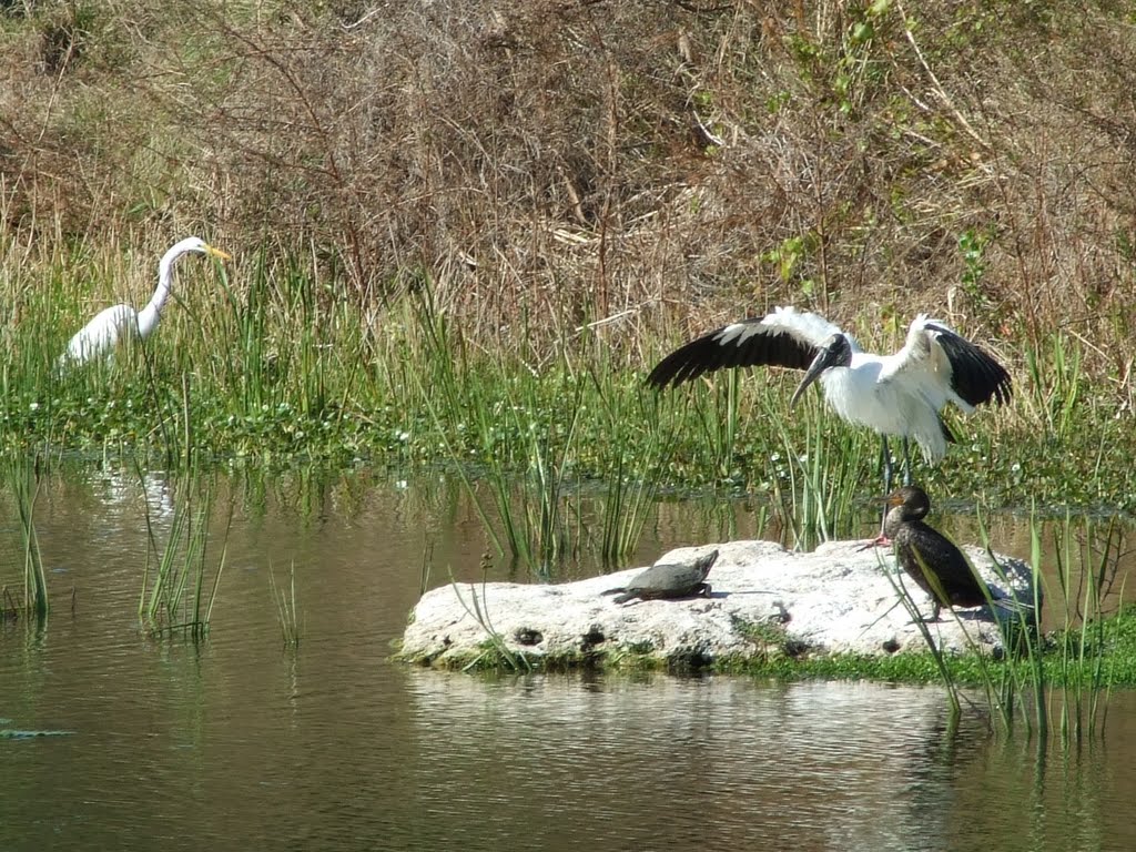 Boca Ciega Parks birds., Норт-Редингтон-Бич
