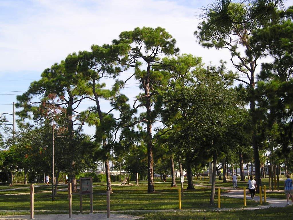 Pine Trees, Oakland Park Florida, Норт-Эндрюс-Гарденс