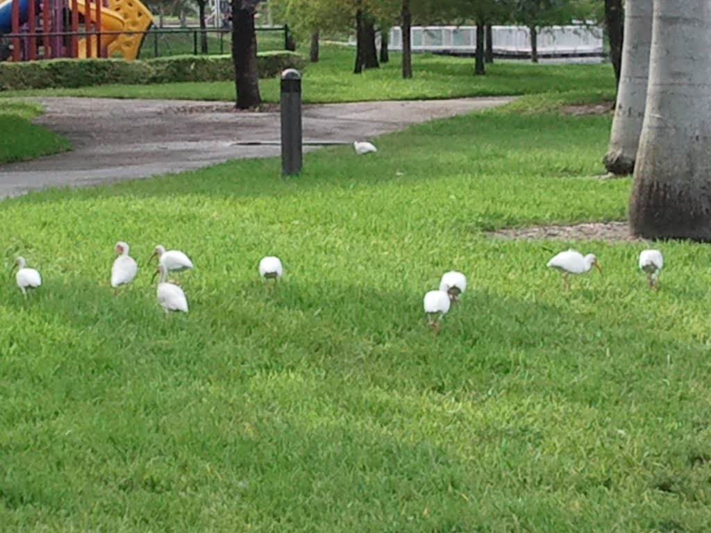 White Ibis birds at Royal Palm park, Норт-Эндрюс-Гарденс