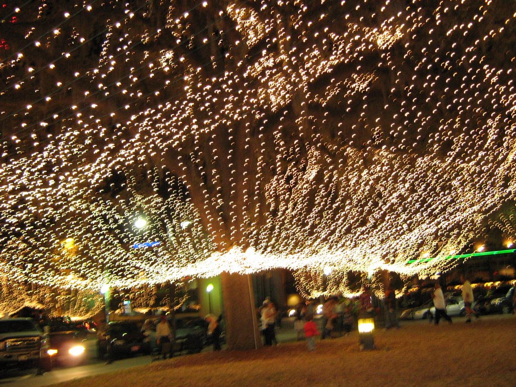 Canopy of Christmas Lights Ocala Florida, Окала