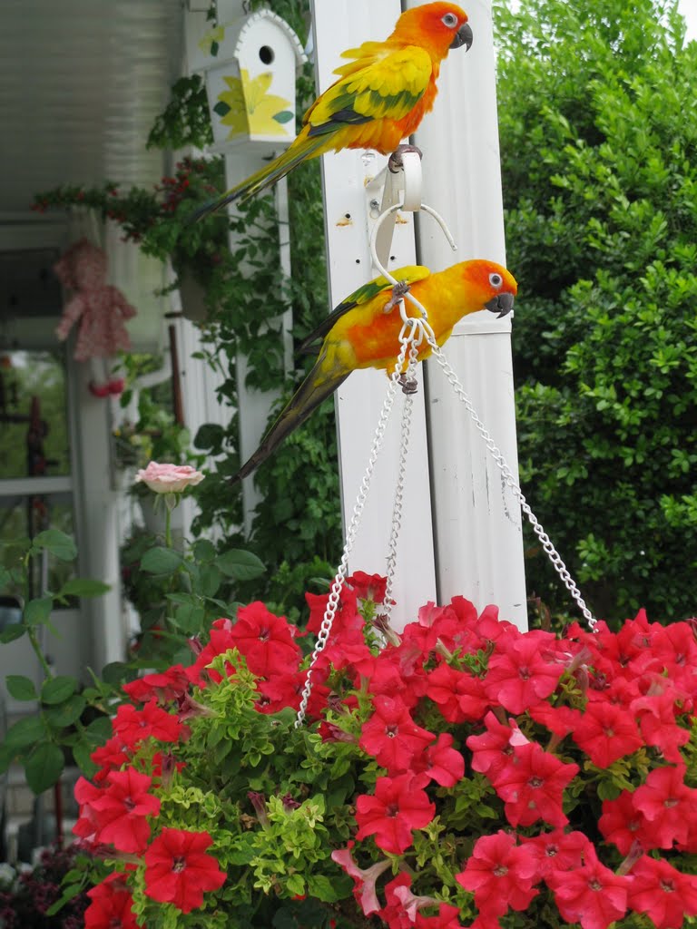 yellow parrots and red flowers, Окала