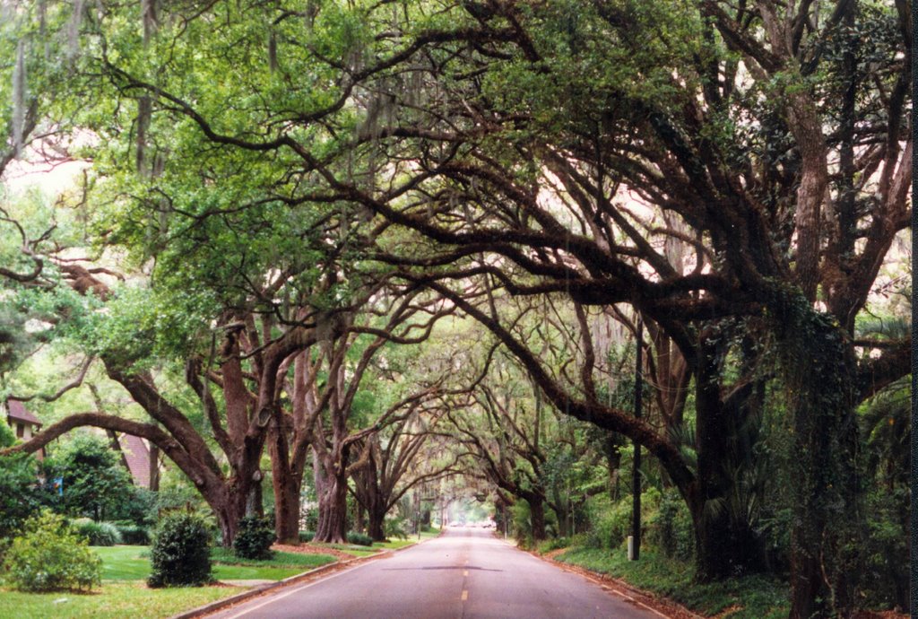 canopy road, se 5th st, Ocala, Florida (1996), Окала
