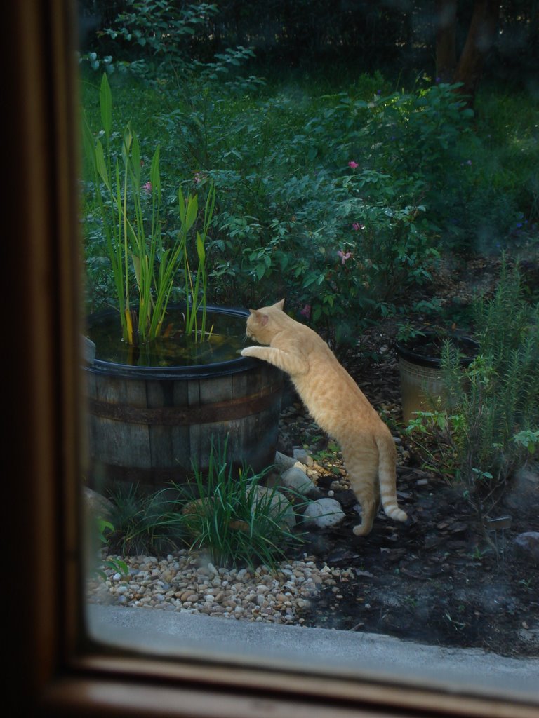 Ang has a drink from the water garden, Оранж-Парк