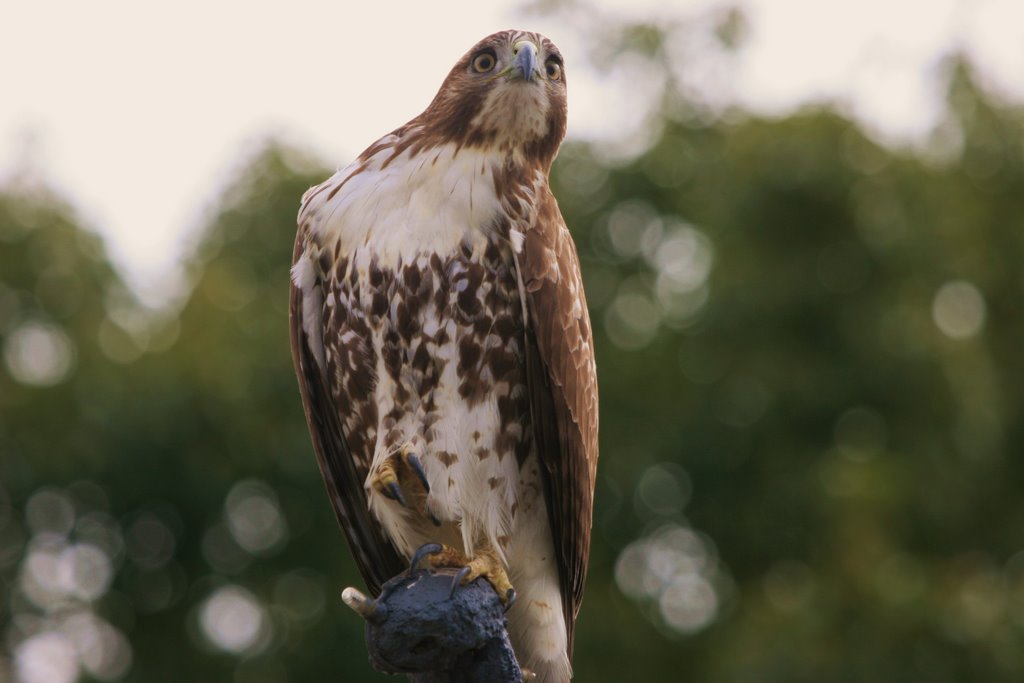 Red-tailed Hawk, Orlando - Florida, Орландо