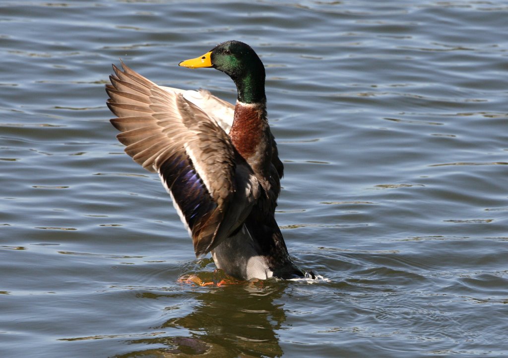 Mallard Duck - Lake Weldona - Orlando - Florida, Орландо
