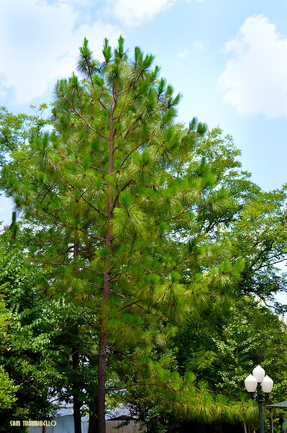 A beautiful Alabama State Tree the Longleaf Pine at Lockhart, Alabama, Пакстон