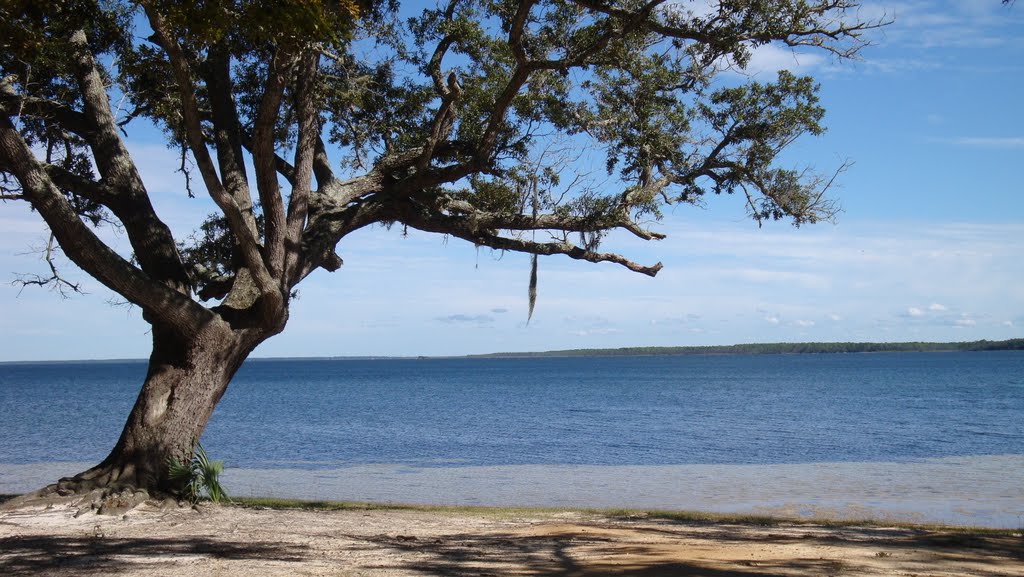 View of the East Bay from Under the Oaks Park, Паркер