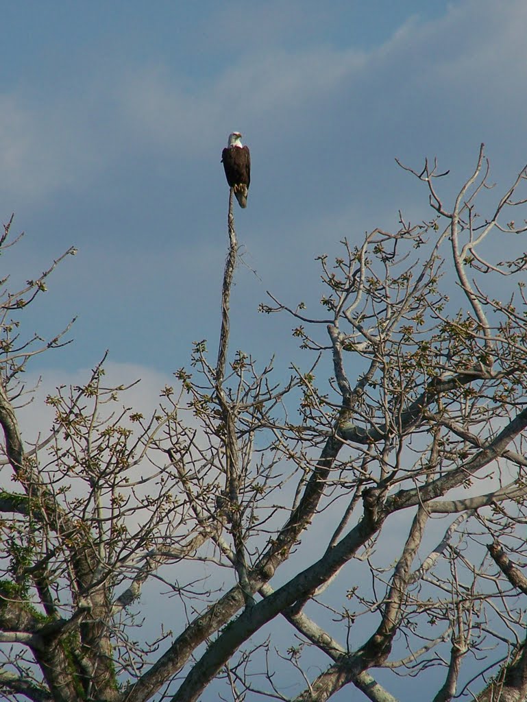 Bald Eagle in Pahokee Florida, Пахоки