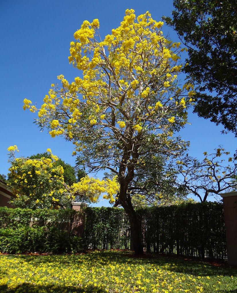 Tabebuia tree, Помпано-Парк