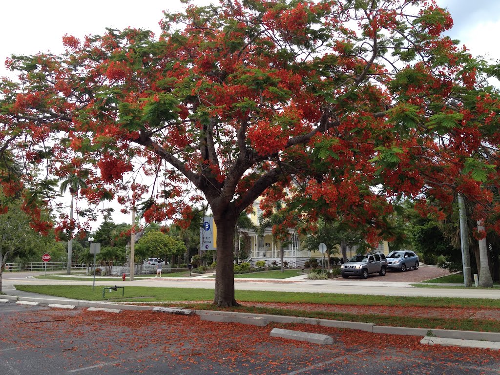 Flamboyant Tree, Пунта-Горда
