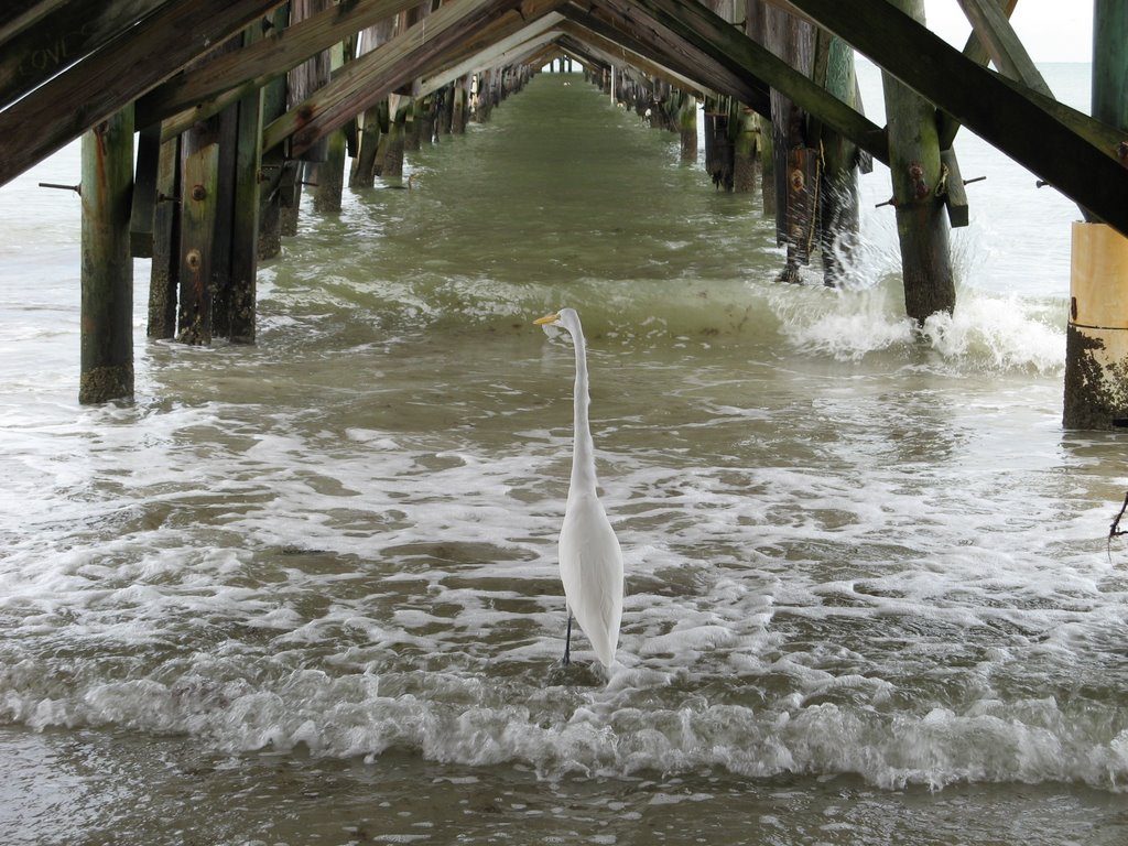 Bird under pier, Редингтон-Бич