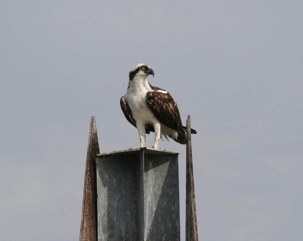 Osprey (Pandion haliaetus) in Tampa Bay, Florida, Редингтон-Бич