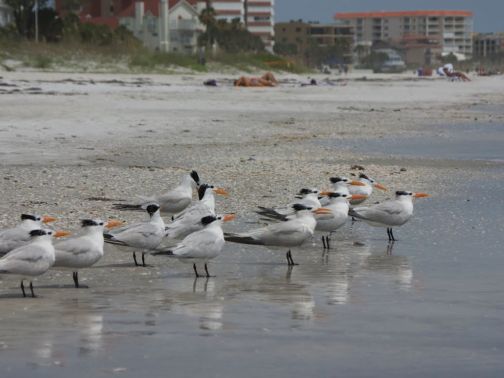 Royal terns enjoying the beach at low tide, Редингтон-Бич