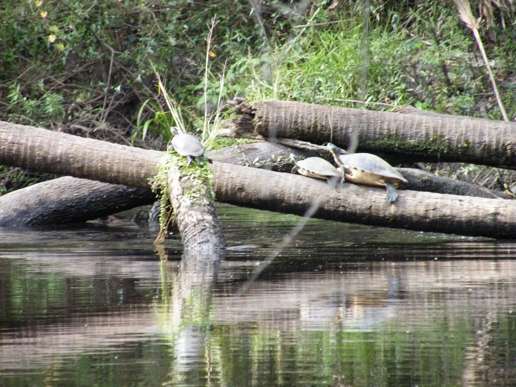 Turtles on the Little Manatee River, Рускин