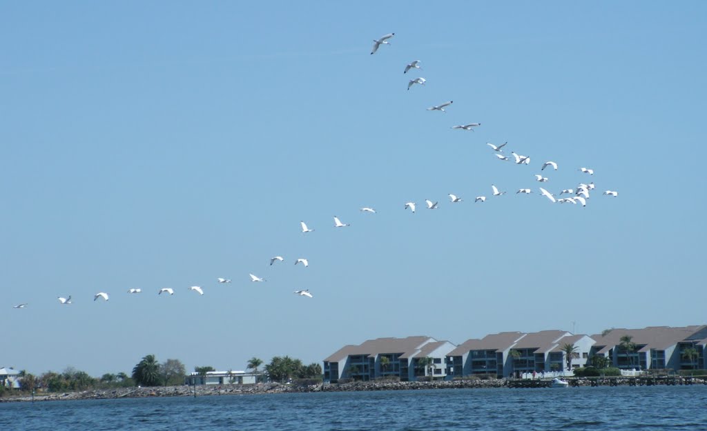 Shell Point, FL - Flagship Kayak Team, Рускин