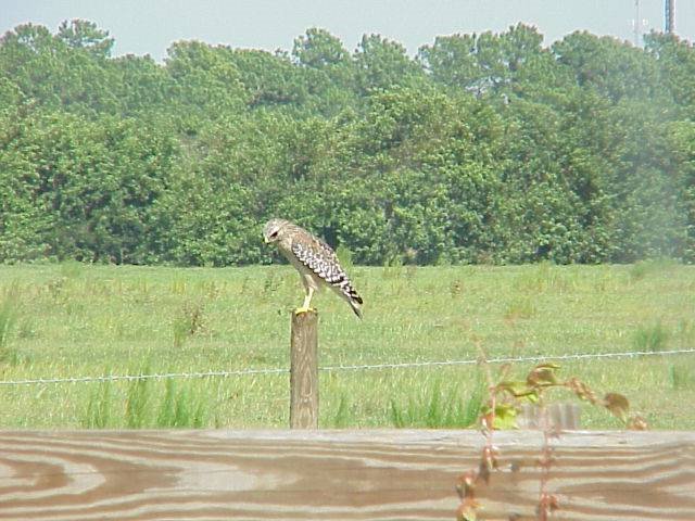 Hawk, rural Hillsborough County, near Ruskin, Florida (9-16-2001), Рускин