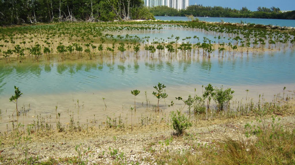 Plantation of mangroves in Oleta State Park, Sunny Isle, Miami, Florida. Bravo!, Санни-Айлс