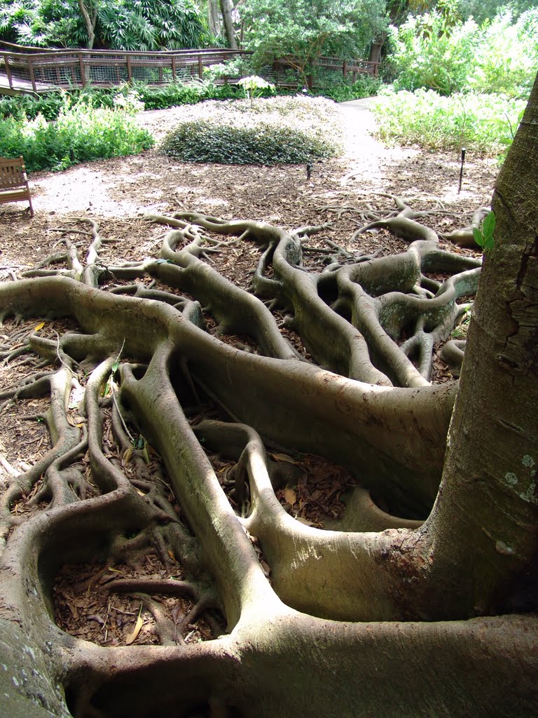 trippy roots, Selby Botanical Gardens, Sarasota (8-28-2010), Сарасота