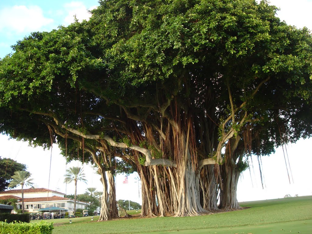 BIG TREE IN INDIAN CREEK ISLAND, Сарфсайд