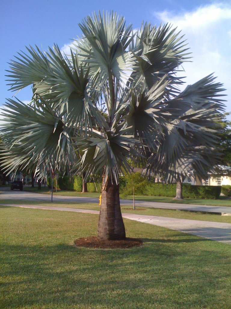 Bismarkia Palm in Coral Gables, Саут-Майами