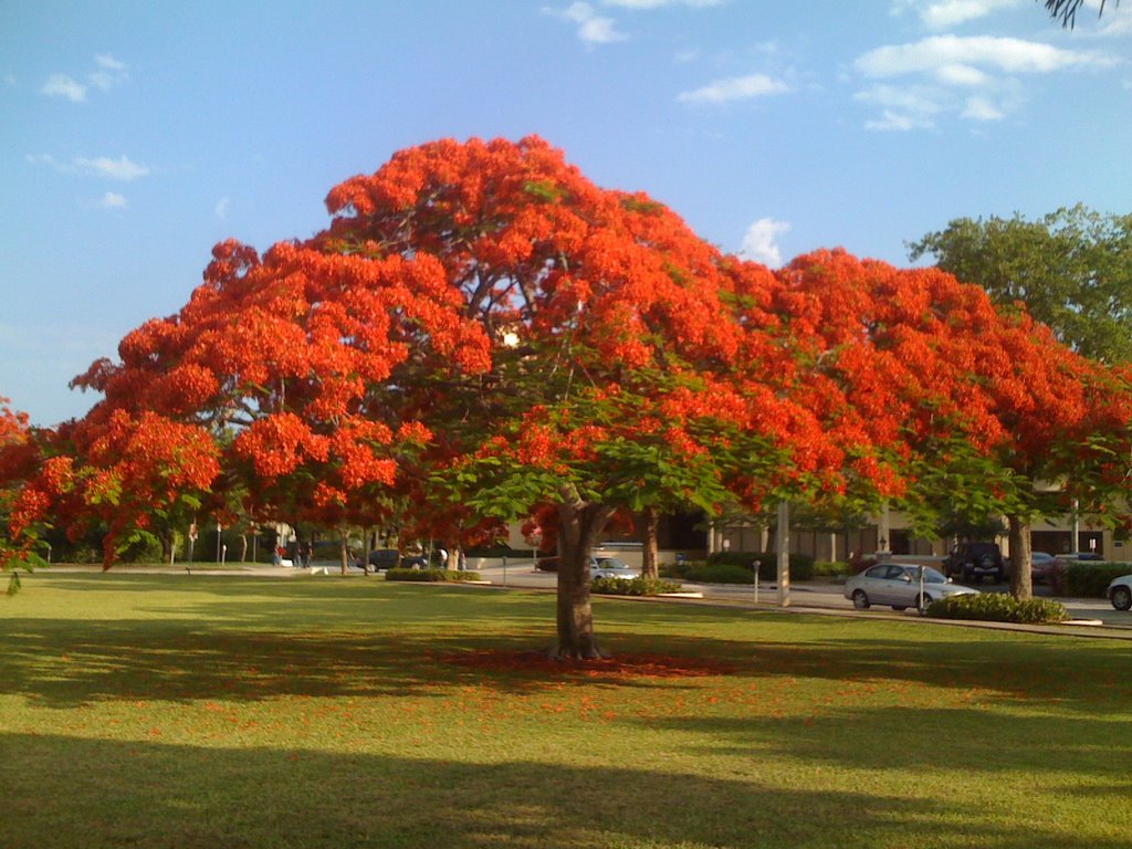 Poinciana in Coral Gables Riviera park, Саут-Майами