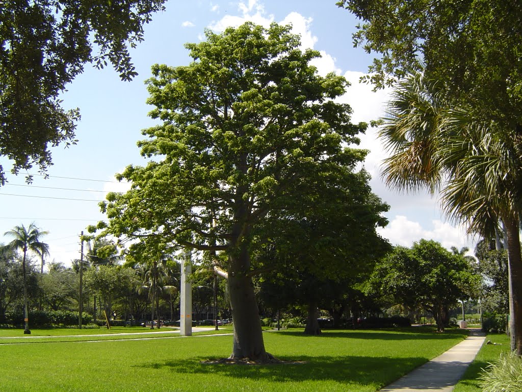 Bello Arbol de Ceiba en el Campus de la Universidad de Miami, Саут-Майами