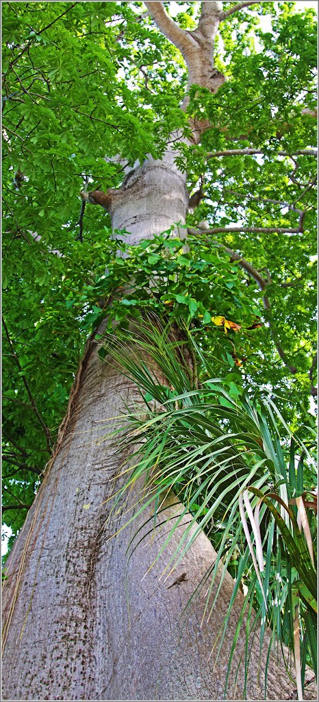 Ceiba trunk, Саут-Майами