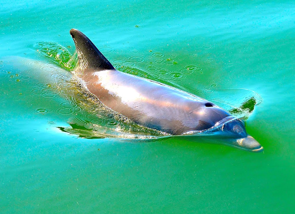 SIGHT of DOLPHIN in GULFPORT, FL, USA, Саут-Пасадена