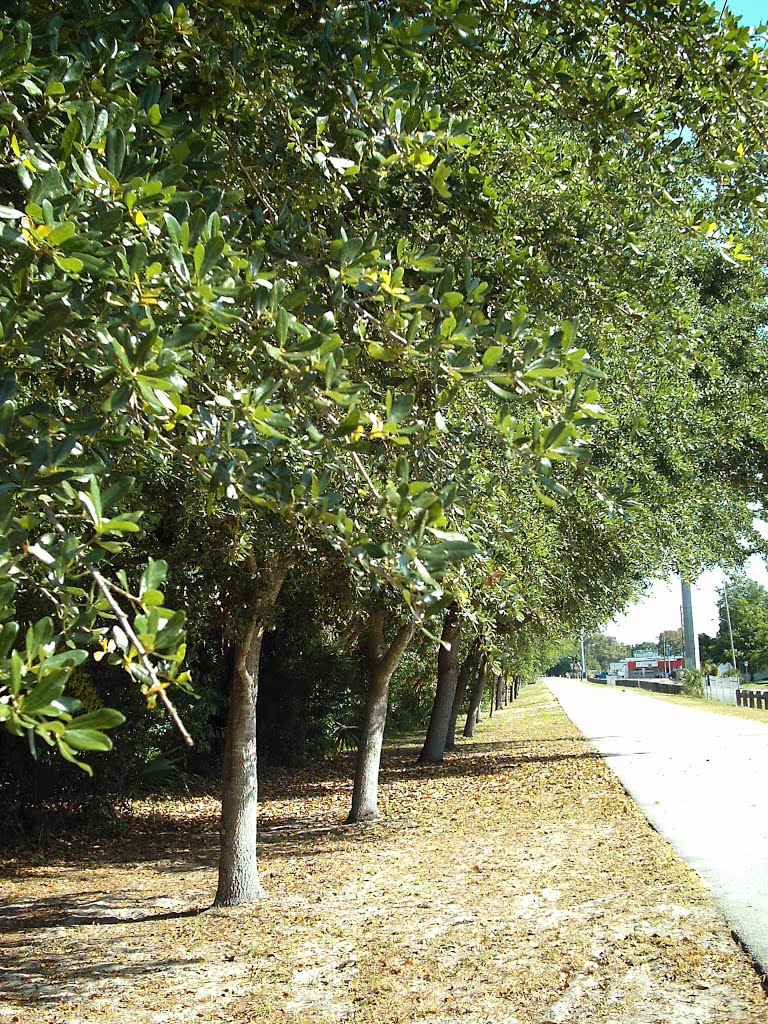 Pinellas Trail - St. Petersburg Florida - near Central Ave at 71st St. North, Саут-Пасадена