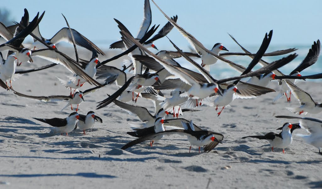 Strandvögel  am Siesta Key, Scherenschnäbel,  Black Skimmer, Rynchops niger, Сиеста-Ки