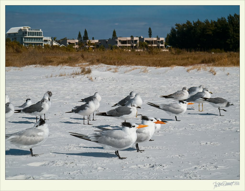 Florida, Siesta Key, Sarasota 2010:12:25, Сиеста-Ки