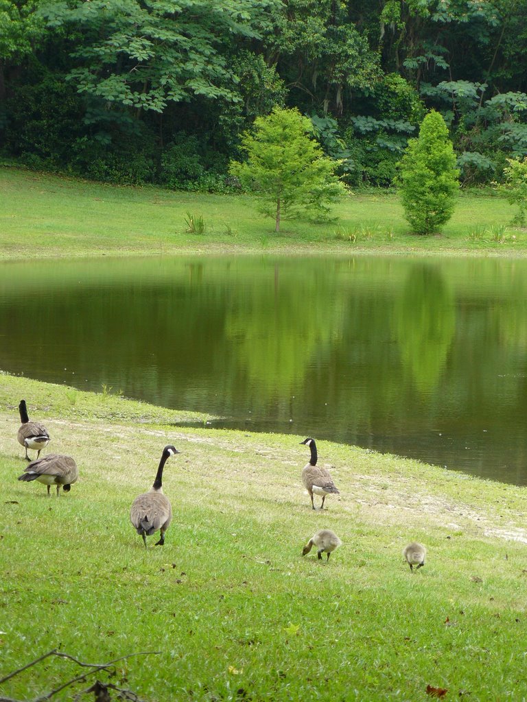 Geese at Chapman Pond, Талахасси