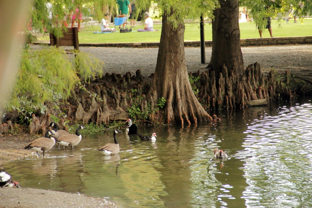 Ducks and trees at Lake Ella, Tallahassee, Fl, Талахасси