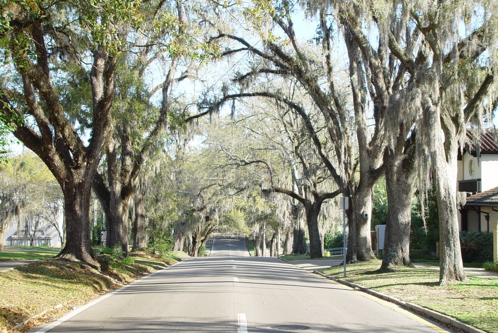 canopy road, Calhoun street north, historic district, Tallahassee, Florida (3-16-2008), Талахасси