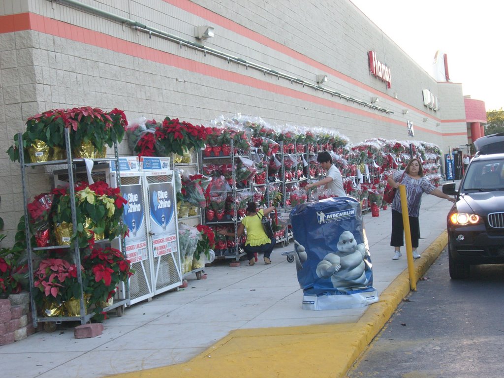 Christmas Flowers on Kmart at SW Calle 8, Тамайами
